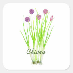 Waterverf herb chives illustratie vierkante sticker