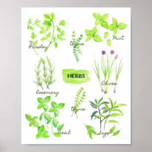 Waterverf Herb Collectie Poster