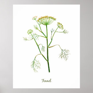 Waterverf Herb Fennel Illustratie Poster