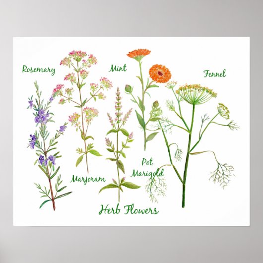 Waterverf Herb Flowers Illustratie Poster (Voorkant)