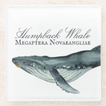 Waterverf Humpback Whale, Megaptera Novaeangliae