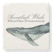 Waterverf Humpback Whale, Megaptera Novaeangliae