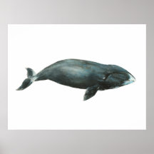 Waterverf illustratie van Groenlandse walvis
