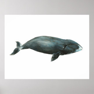 Waterverf illustratie van Groenlandse walvis Poster