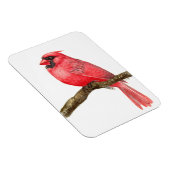 Waterverf kardinale vogels magneet (Rechterzijde)