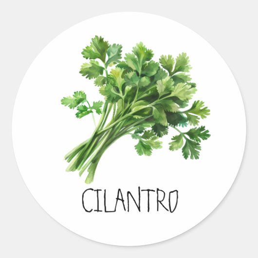 Waterverf Kruid Cilantro Ronde Sticker (Voorkant)