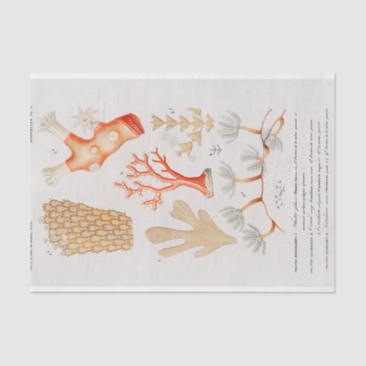 waterverf kustkoraal tissuepapier (Voorkant)