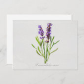 Waterverf Lavandula Vera Briefkaart (Voorkant / Achterkant)