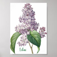 Waterverf Lavendel Sering Illustratie