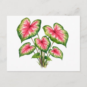 Waterverf Levendig Roze Caladium Plant Briefkaart