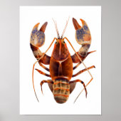Waterverf Lobster Crustaceancore Poster (Voorkant)