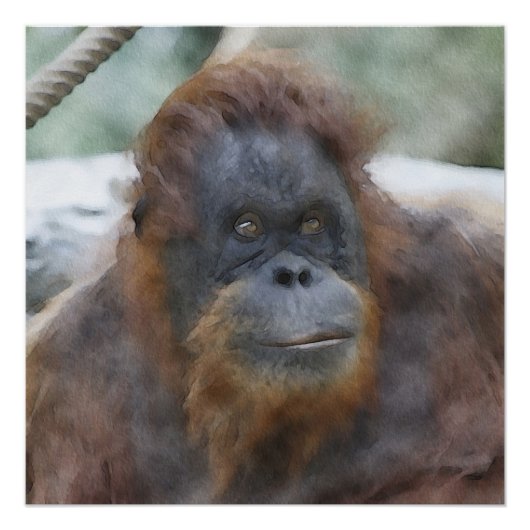 Waterverf Orang Perfect Poster (Voorkant)