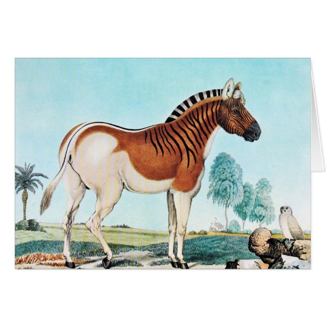 Waterverf Quagga (Zebra) Art. (Voorkant Horizontaal)