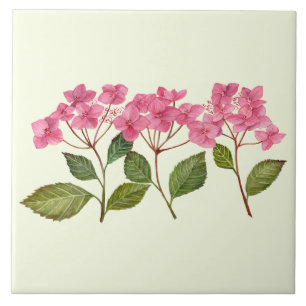 Waterverf Roze Hydrangea Lacecaps Patroon Tegeltje