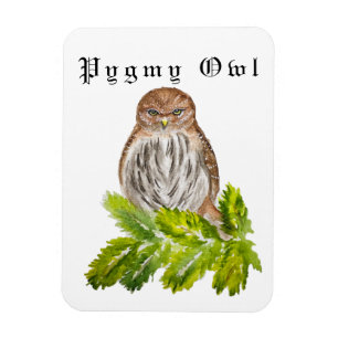 Waterverf Saw Whet Cute Little Owls Magneet
