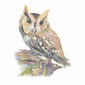 Waterverf Screech Uil Vogel Natuur Kunst Sticker (Voorkant)