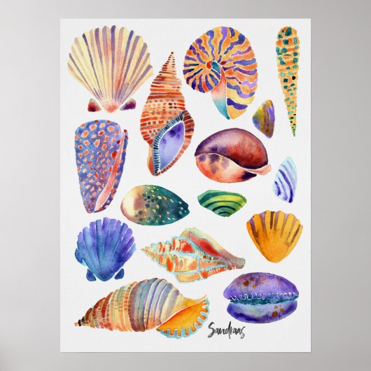 Waterverf Shells Poster (Voorkant)