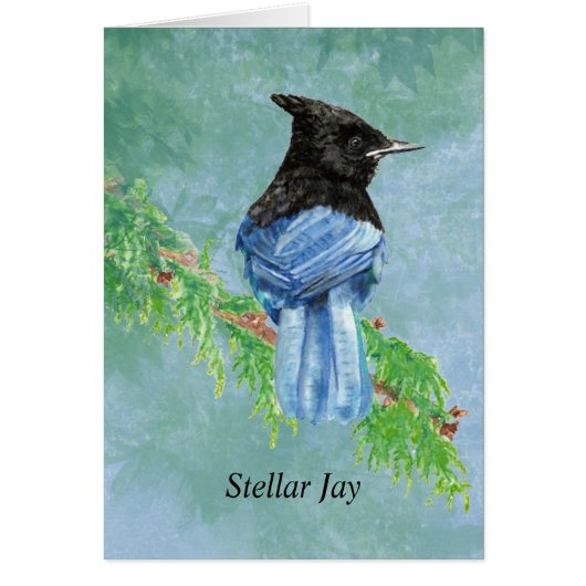 Waterverf Stellar Jay Bird Natuur (Voorkant)