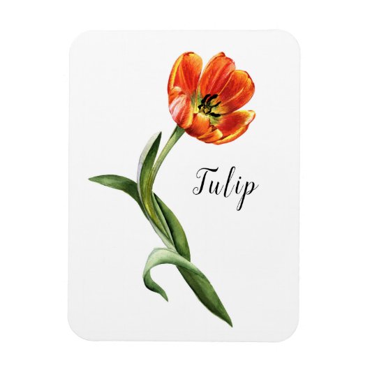 Waterverf Tulip Floral Magneet (Verticaal)