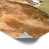 Waterverf van Amerikaanse zadelpaars Poster (Hoek)