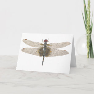 Waterverf van een Male Black Saddlebags Dragonfly Kaart