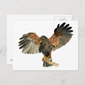 Waterverf van Hawk Flapping Wings Briefkaart (Voorkant / Achterkant)