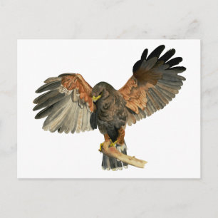 Waterverf van Hawk Flapping Wings Briefkaart