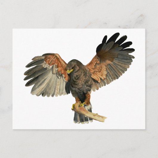 Waterverf van Hawk Flapping Wings Briefkaart (Voorkant)