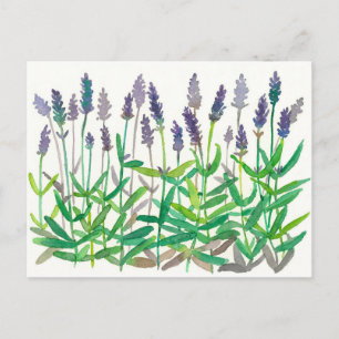 Waterverf van lavender Flowers om kruidenkunst te Briefkaart