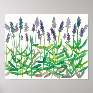 Waterverf van lavender Flowers om kruidenkunst te  Poster