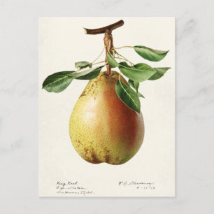 Waterverf van peren (Pyrus Communis) Briefkaart
