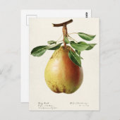 Waterverf van peren (Pyrus Communis) Briefkaart (Voorkant / Achterkant)