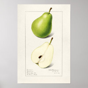 Waterverf van peren (Pyrus Communis) Poster