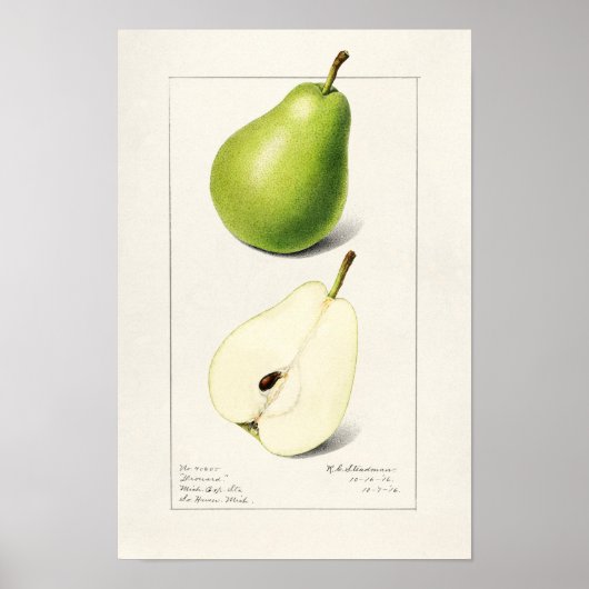 Waterverf van peren (Pyrus Communis) Poster (Voorkant)