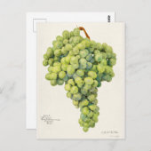 Waterverf van vruchten (Vitis) Briefkaart (Voorkant / Achterkant)