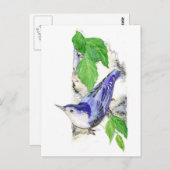 Waterverf White Breasted Nuthatch - Vogel Briefkaart (Voorkant / Achterkant)