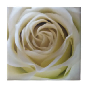Waterverf  wit crème roos knop detail tegeltje