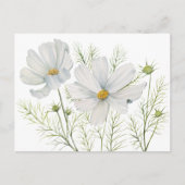 Waterverf Witte Kosmos Bloemen Botanische Schilder Briefkaart (Voorkant)