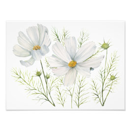 Waterverf Witte Kosmos Bloemen Botanische Schilder Foto Afdruk