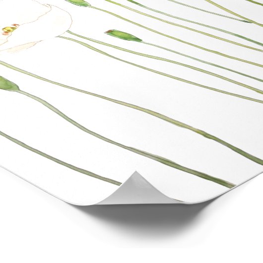 waterverf witte papaver horizontaal poster (Hoek)