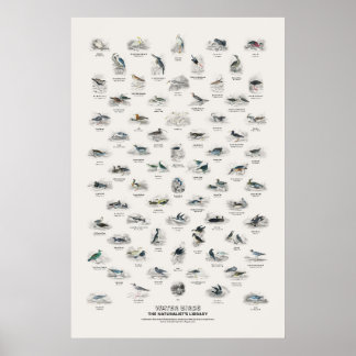 Watervogels - Naturalist's Library Poster