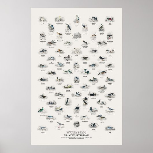 Watervogels - Naturalist's Library Poster (Voorkant)