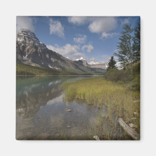 Watervogelsmeer langs de Icefields parkway, Magneet