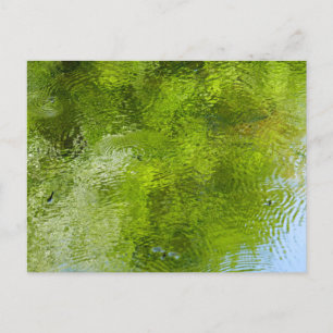 Waterwantsen in Laurel Hill State Park Briefkaart