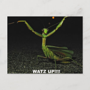Watz Up Mantis Briefkaart