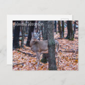 Wausau Wisconsin Deer Briefkaart (Voorkant / Achterkant)