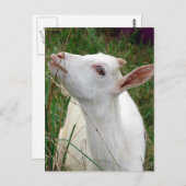 Wauw! Deze gras is groter dan ik Briefkaart (Voorkant / Achterkant)