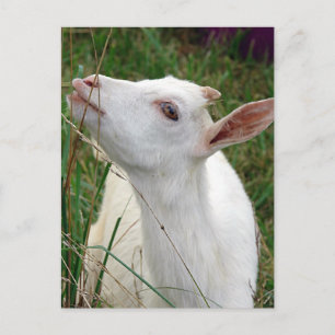 Wauw! Deze gras is groter dan ik Briefkaart