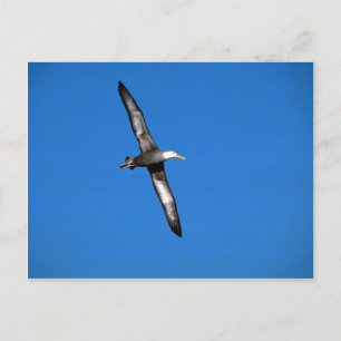 Waved Albatross in vlucht Briefkaart