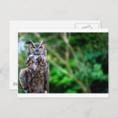 Waver Owl Briefkaart (Voorkant / Achterkant)